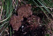 Hydnotrya cerebriformis
